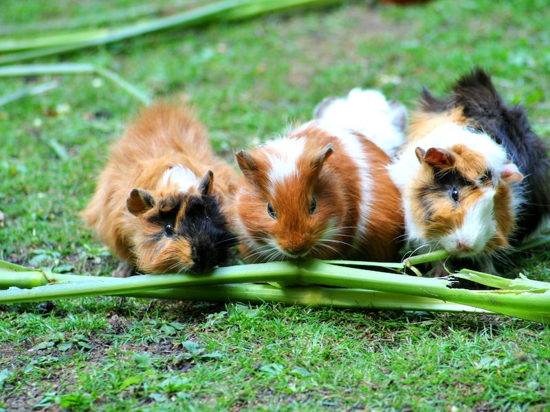 Guinea Pigs